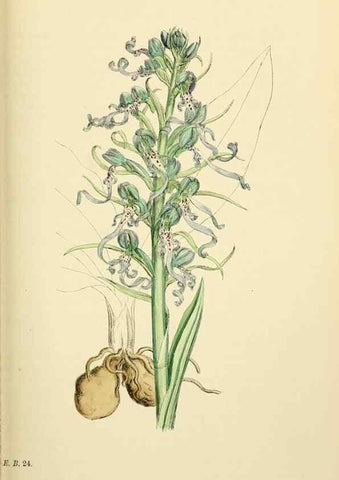 Reproducción/Reproduction 48754045247: English botany, or, Coloured figures of British plants /. London :R. Hardwicke,1863-1886.. 