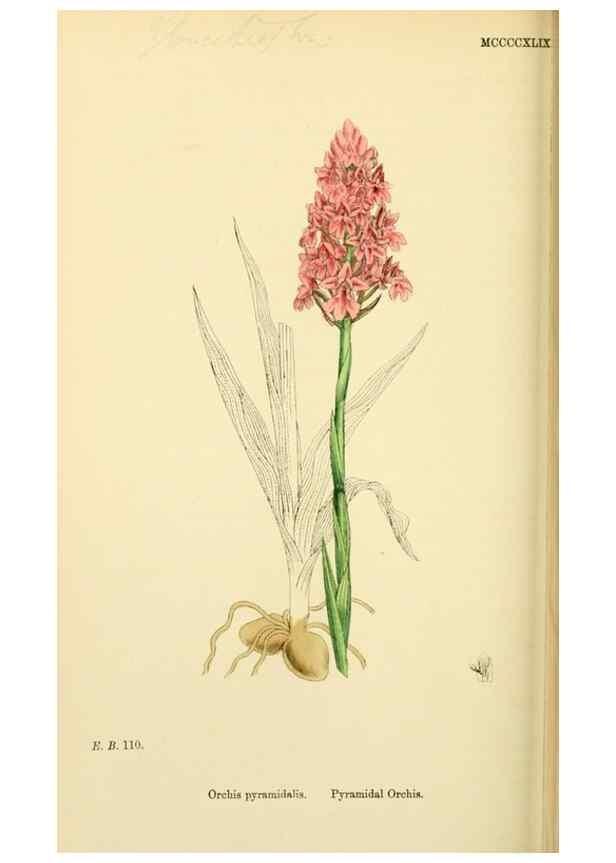 Reproducción/Reproduction 48753530698: English botany, or, Coloured figures of British plants /. London :R. Hardwicke,1863-1886.. 
