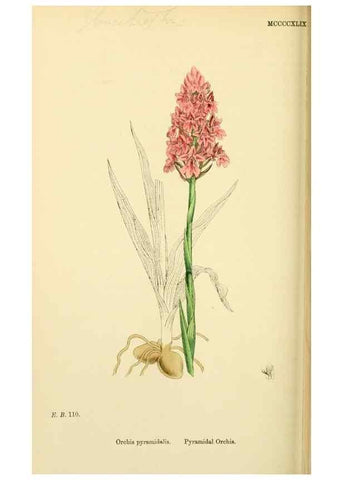 Reproducción/Reproduction 48753530698: English botany, or, Coloured figures of British plants /. London :R. Hardwicke,1863-1886.. 