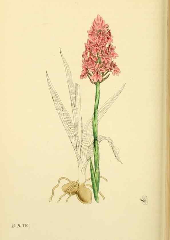 Reproducción/Reproduction 48753530698: English botany, or, Coloured figures of British plants /. London :R. Hardwicke,1863-1886.. 