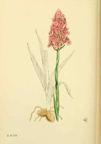 Reproducción/Reproduction 48753530698: English botany, or, Coloured figures of British plants /. London :R. Hardwicke,1863-1886.. 