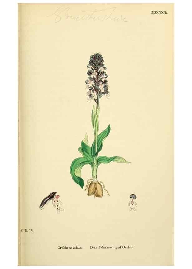 Reproducción/Reproduction 48753855331: English botany, or, Coloured figures of British plants /. London :R. Hardwicke,1863-1886.. 