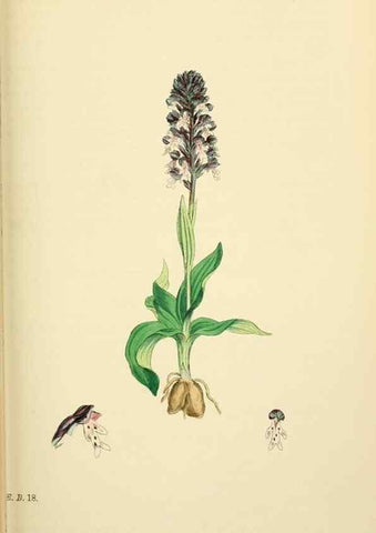 Reproducción/Reproduction 48753855331: English botany, or, Coloured figures of British plants /. London :R. Hardwicke,1863-1886.. 