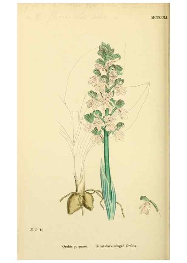 Reproducción/Reproduction 48754045842: English botany, or, Coloured figures of British plants /. London :R. Hardwicke,1863-1886.. 