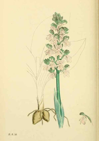 Reproducción/Reproduction 48754045842: English botany, or, Coloured figures of British plants /. London :R. Hardwicke,1863-1886.. 
