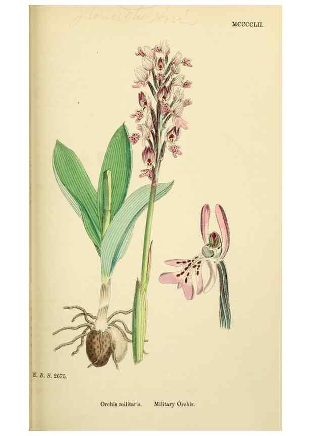 Reproducción/Reproduction 48753531358: English botany, or, Coloured figures of British plants /. London :R. Hardwicke,1863-1886.. 