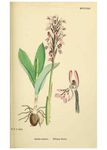 Reproducción/Reproduction 48753531358: English botany, or, Coloured figures of British plants /. London :R. Hardwicke,1863-1886.. 