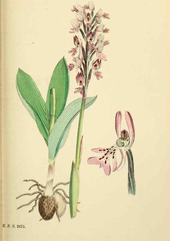 Reproducción/Reproduction 48753531358: English botany, or, Coloured figures of British plants /. London :R. Hardwicke,1863-1886.. 