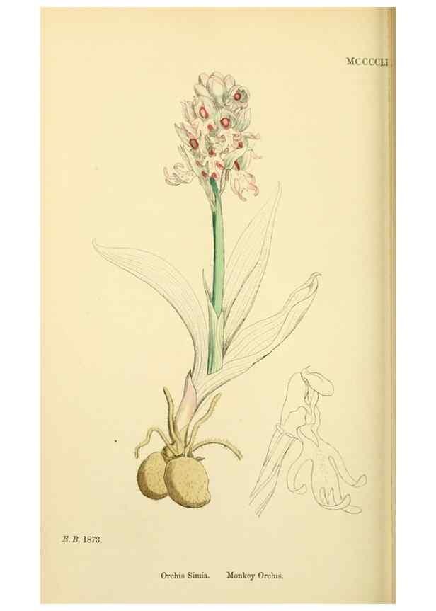 Reproducción/Reproduction 48753856016: English botany, or, Coloured figures of British plants /. London :R. Hardwicke,1863-1886.. 