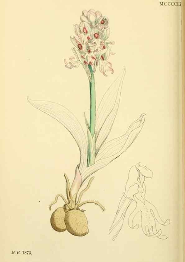 Reproducción/Reproduction 48753856016: English botany, or, Coloured figures of British plants /. London :R. Hardwicke,1863-1886.. 