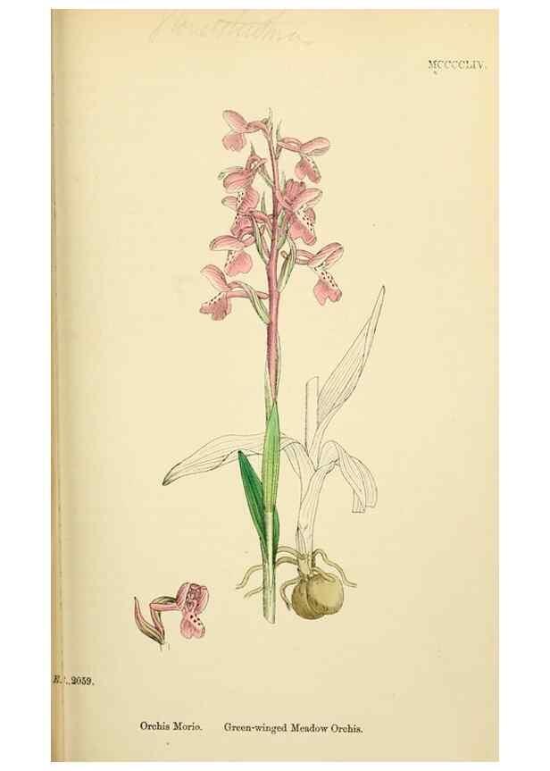 Reproducción/Reproduction 48753856226: English botany, or, Coloured figures of British plants /. London :R. Hardwicke,1863-1886.. 