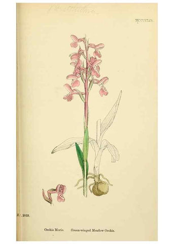 Reproducción/Reproduction 48753856226: English botany, or, Coloured figures of British plants /. London :R. Hardwicke,1863-1886.. 