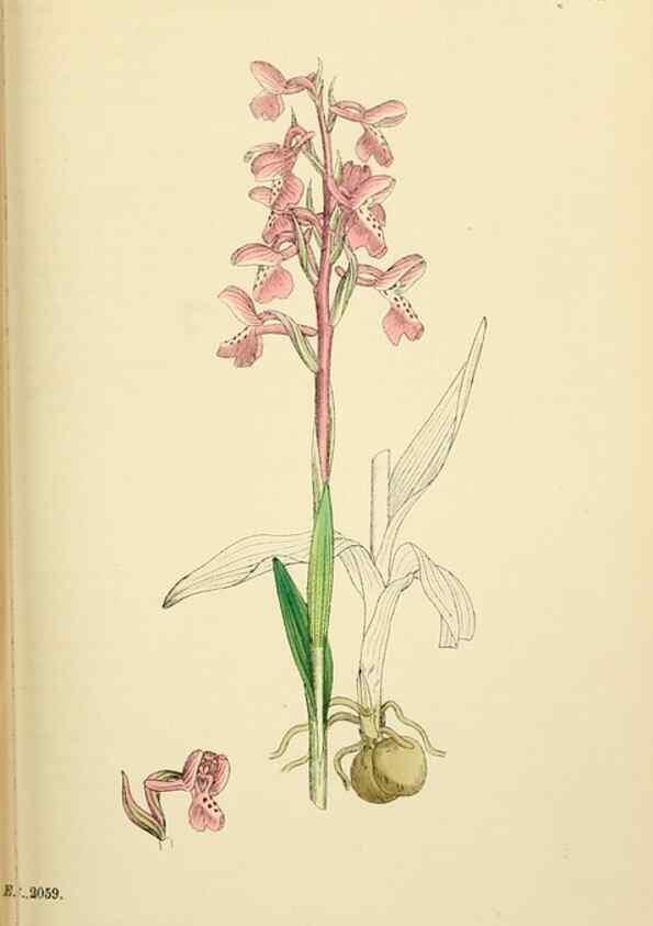 Reproducción/Reproduction 48753856226: English botany, or, Coloured figures of British plants /. London :R. Hardwicke,1863-1886.. 