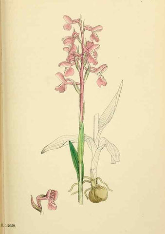 Reproducción/Reproduction 48753856226: English botany, or, Coloured figures of British plants /. London :R. Hardwicke,1863-1886.. 