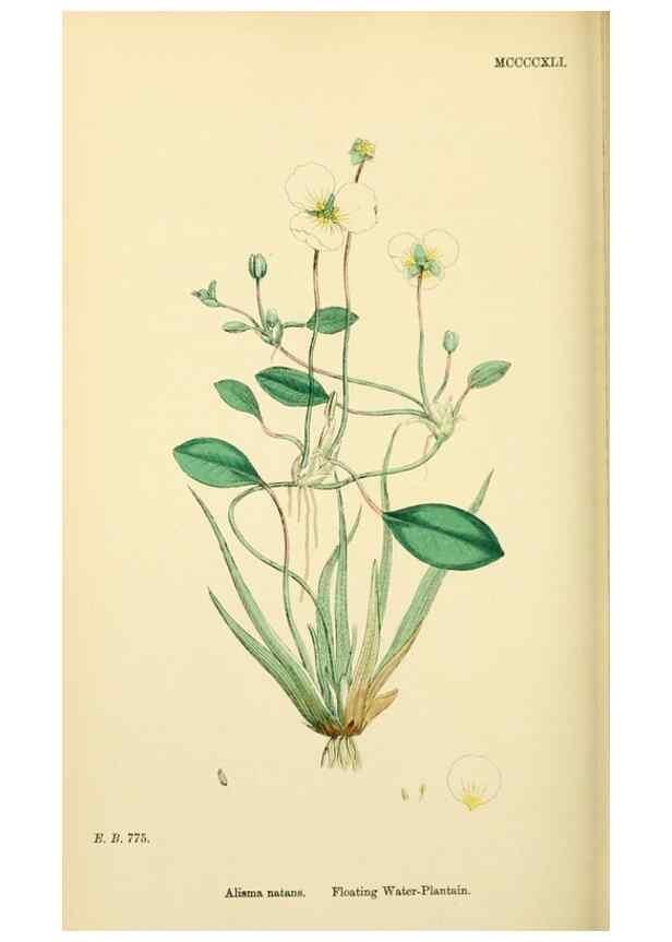 Reproducción/Reproduction 48753514598: English botany, or, Coloured figures of British plants /. London :R. Hardwicke,1863-1886.. 