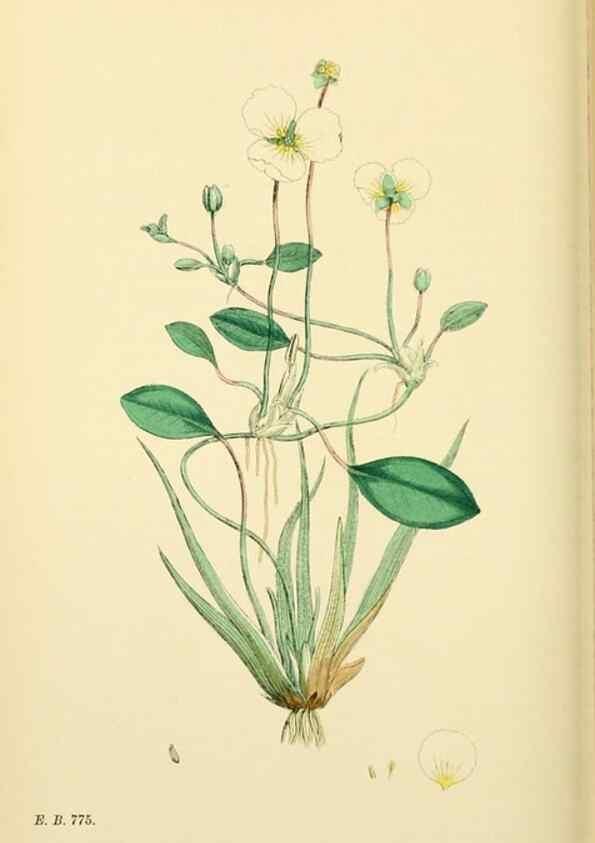 Reproducción/Reproduction 48753514598: English botany, or, Coloured figures of British plants /. London :R. Hardwicke,1863-1886.. 