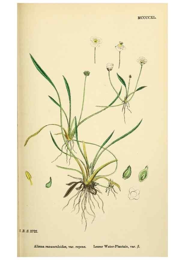 Reproducción/Reproduction 48753514408: English botany, or, Coloured figures of British plants /. London :R. Hardwicke,1863-1886.. 
