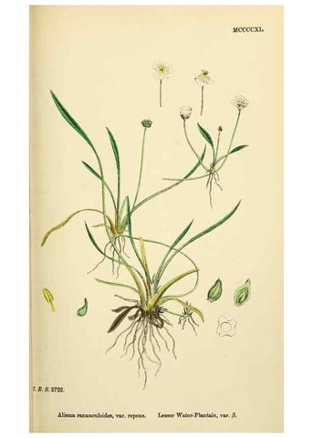 Reproducción/Reproduction 48753514408: English botany, or, Coloured figures of British plants /. London :R. Hardwicke,1863-1886.. 