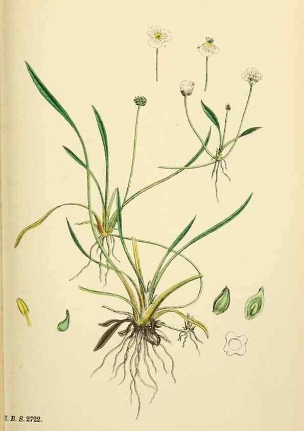 Reproducción/Reproduction 48753514408: English botany, or, Coloured figures of British plants /. London :R. Hardwicke,1863-1886.. 