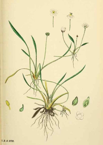 Reproducción/Reproduction 48753514408: English botany, or, Coloured figures of British plants /. London :R. Hardwicke,1863-1886.. 