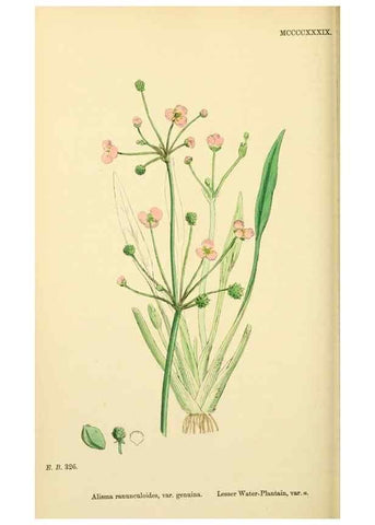 Reproducción/Reproduction 48753514243: English botany, or, Coloured figures of British plants /. London :R. Hardwicke,1863-1886.. 