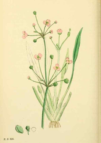 Reproducción/Reproduction 48753514243: English botany, or, Coloured figures of British plants /. London :R. Hardwicke,1863-1886.. 