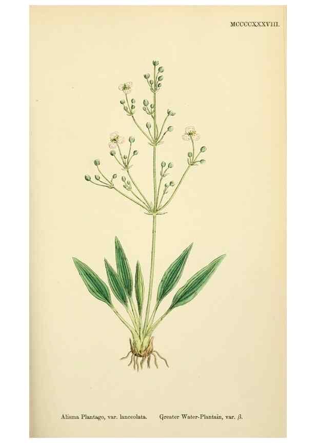 Reproducción/Reproduction 48753838951: English botany, or, Coloured figures of British plants /. London :R. Hardwicke,1863-1886.. 
