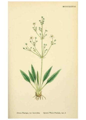 Reproducción/Reproduction 48753838951: English botany, or, Coloured figures of British plants /. London :R. Hardwicke,1863-1886.. 