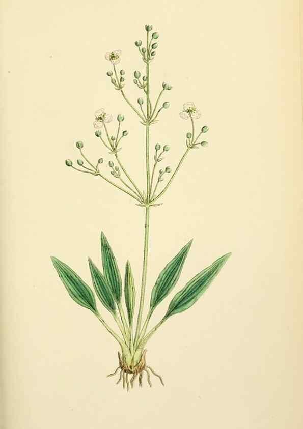 Reproducción/Reproduction 48753838951: English botany, or, Coloured figures of British plants /. London :R. Hardwicke,1863-1886.. 