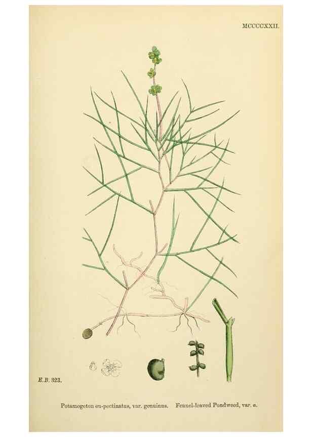 Reproducción/Reproduction 48754025537: English botany, or, Coloured figures of British plants /. London :R. Hardwicke,1863-1886.. 