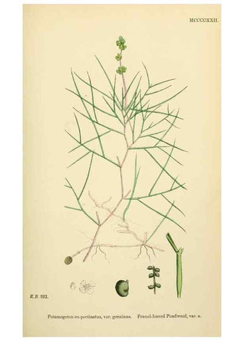 Reproducción/Reproduction 48754025537: English botany, or, Coloured figures of British plants /. London :R. Hardwicke,1863-1886.. 