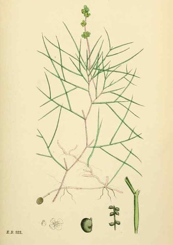 Reproducción/Reproduction 48754025537: English botany, or, Coloured figures of British plants /. London :R. Hardwicke,1863-1886.. 