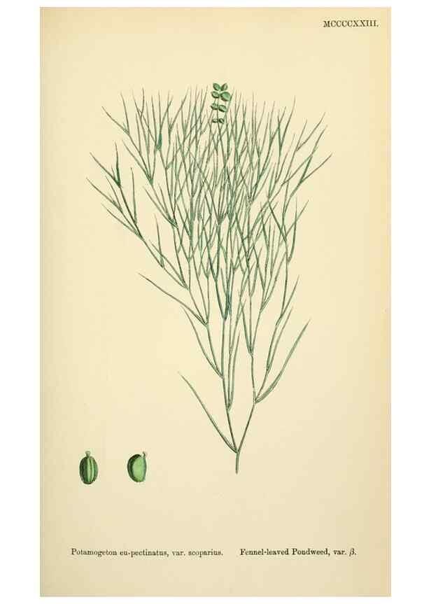 Reproducción/Reproduction 48754025782: English botany, or, Coloured figures of British plants /. London :R. Hardwicke,1863-1886.. 