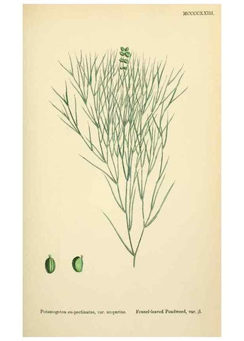 Reproducción/Reproduction 48754025782: English botany, or, Coloured figures of British plants /. London :R. Hardwicke,1863-1886.. 