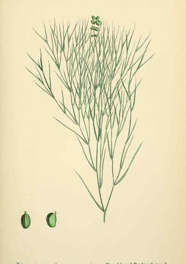 Reproducción/Reproduction 48754025782: English botany, or, Coloured figures of British plants /. London :R. Hardwicke,1863-1886.. 