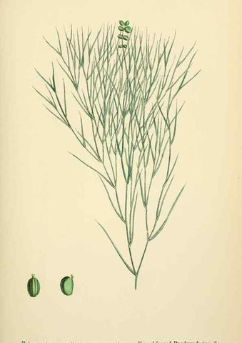Reproducción/Reproduction 48754025782: English botany, or, Coloured figures of British plants /. London :R. Hardwicke,1863-1886.. 
