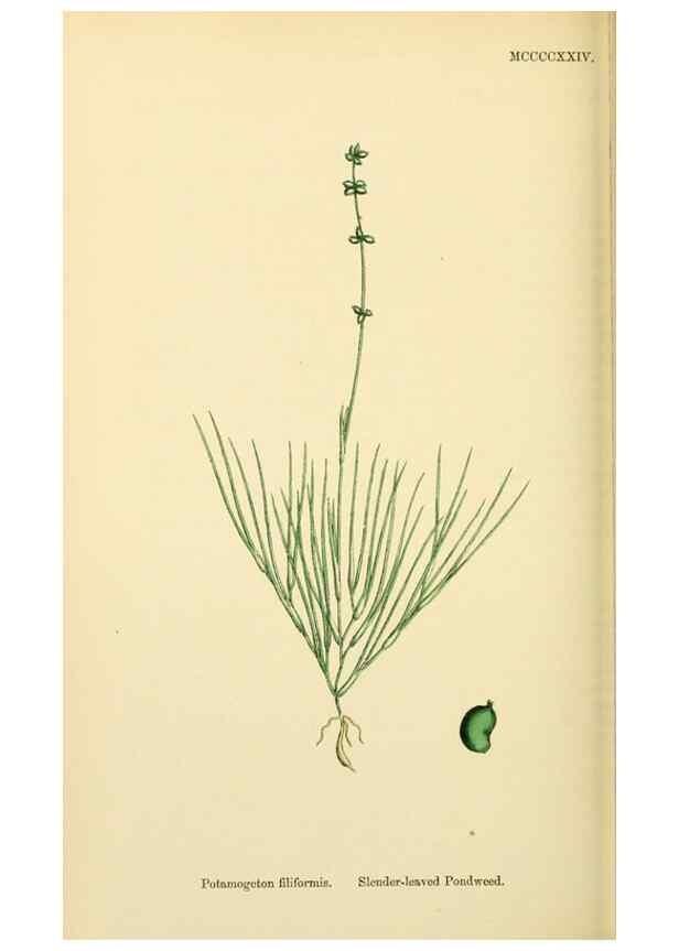 Reproducción/Reproduction 48754025967: English botany, or, Coloured figures of British plants /. London :R. Hardwicke,1863-1886.. 