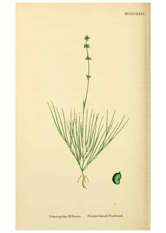 Reproducción/Reproduction 48754025967: English botany, or, Coloured figures of British plants /. London :R. Hardwicke,1863-1886.. 