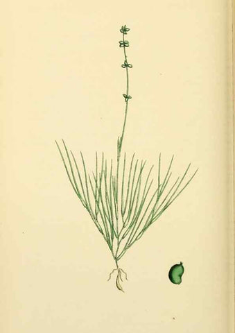 Reproducción/Reproduction 48754025967: English botany, or, Coloured figures of British plants /. London :R. Hardwicke,1863-1886.. 