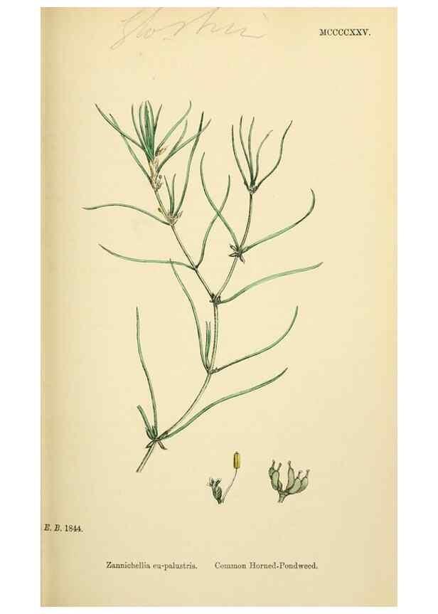 Reproducción/Reproduction 48753836336: English botany, or, Coloured figures of British plants /. London :R. Hardwicke,1863-1886.. 