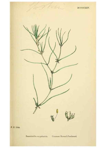 Reproducción/Reproduction 48753836336: English botany, or, Coloured figures of British plants /. London :R. Hardwicke,1863-1886.. 