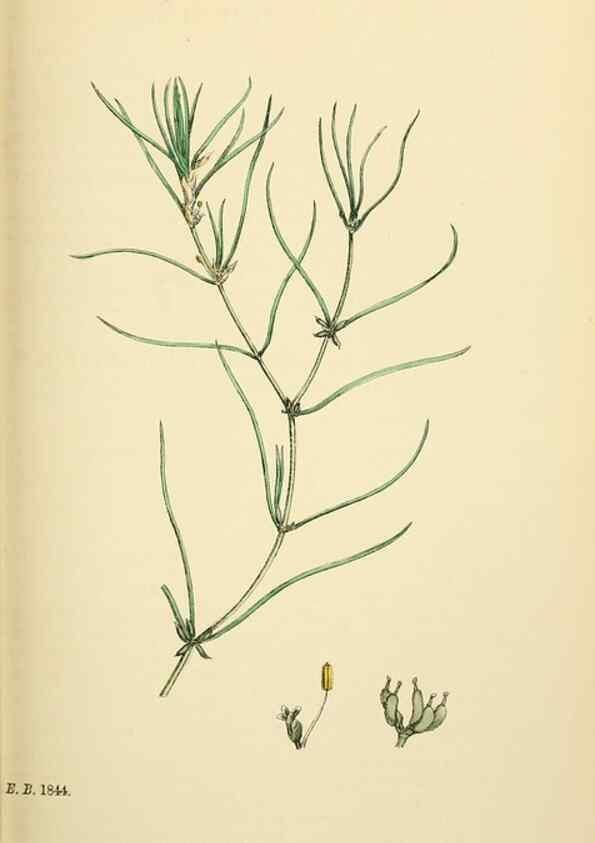 Reproducción/Reproduction 48753836336: English botany, or, Coloured figures of British plants /. London :R. Hardwicke,1863-1886.. 