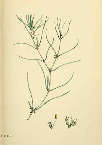 Reproducción/Reproduction 48753836336: English botany, or, Coloured figures of British plants /. London :R. Hardwicke,1863-1886.. 