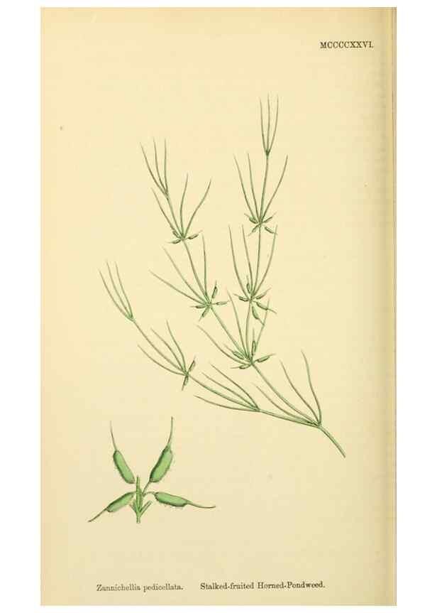 Reproducción/Reproduction 48753836571: English botany, or, Coloured figures of British plants /. London :R. Hardwicke,1863-1886.. 