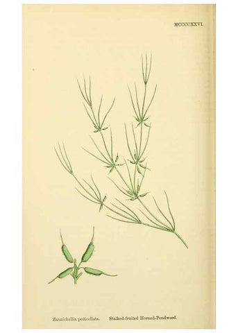 Reproducción/Reproduction 48753836571: English botany, or, Coloured figures of British plants /. London :R. Hardwicke,1863-1886.. 