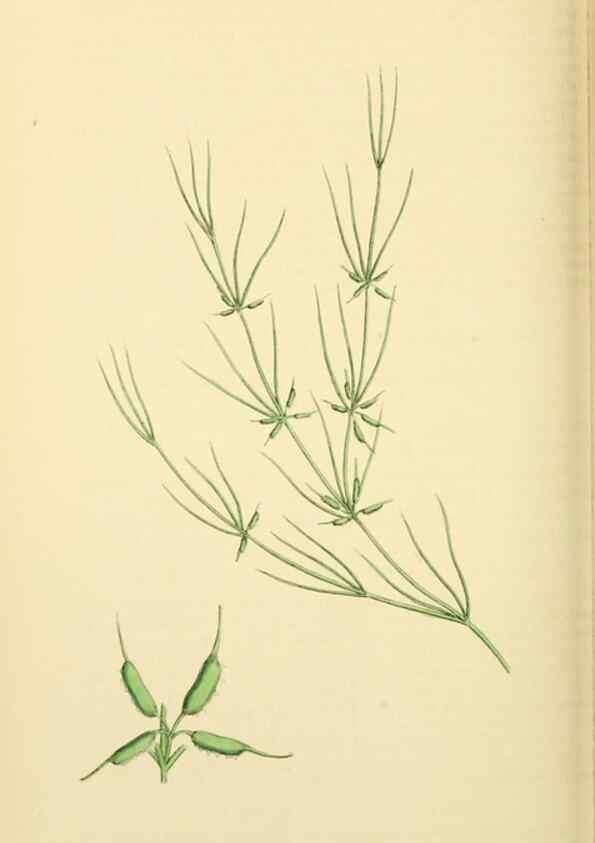 Reproducción/Reproduction 48753836571: English botany, or, Coloured figures of British plants /. London :R. Hardwicke,1863-1886.. 
