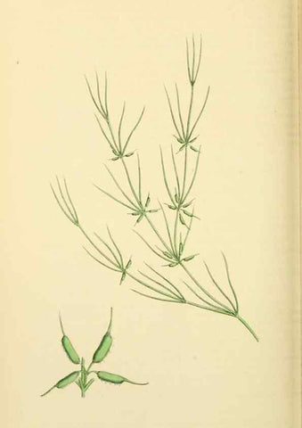 Reproducción/Reproduction 48753836571: English botany, or, Coloured figures of British plants /. London :R. Hardwicke,1863-1886.. 