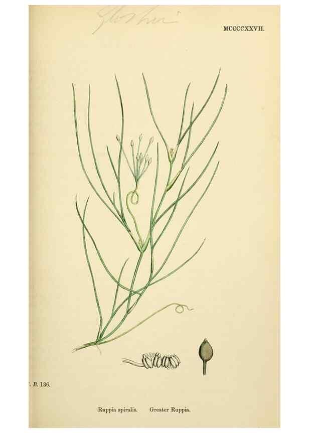 Reproducción/Reproduction 48753836856: English botany, or, Coloured figures of British plants /. London :R. Hardwicke,1863-1886.. 