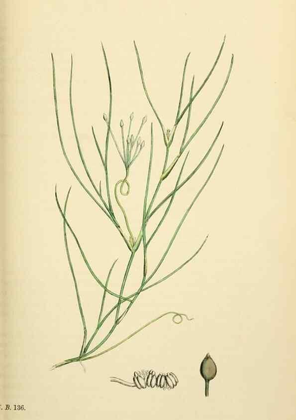Reproducción/Reproduction 48753836856: English botany, or, Coloured figures of British plants /. London :R. Hardwicke,1863-1886.. 