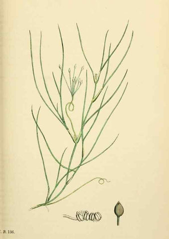 Reproducción/Reproduction 48753836856: English botany, or, Coloured figures of British plants /. London :R. Hardwicke,1863-1886.. 